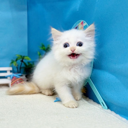 岐阜県のミヌエット (犬の家＆猫の里岐南店/2025年6月6日生まれ/男の子/フレームポイント)の子猫の4枚目の画像