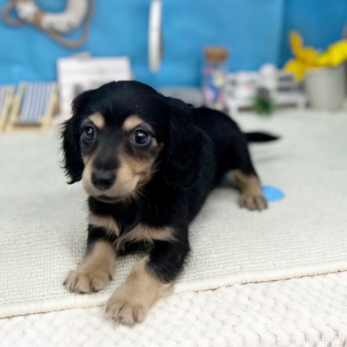 岐阜県のミニチュアダックスフンド(ロング) (犬の家＆猫の里岐南店/2025年6月14日生まれ/女の子/ブラックイエロー)の子犬の4枚目の画像