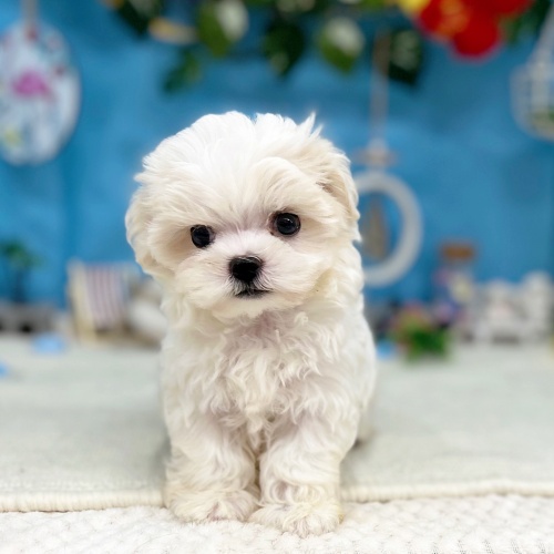岐阜県のマルチーズ (犬の家＆猫の里岐南店/2025年6月16日生まれ/女の子/ホワイト)の子犬の4枚目の画像