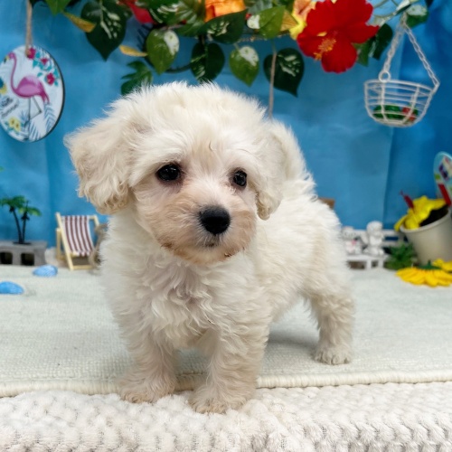 岐阜県のハーフ犬・ミックス犬 (犬の家＆猫の里岐南店/2025年6月8日生まれ/女の子/クリーム)の子犬の4枚目の画像