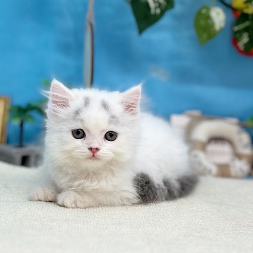 岐阜県のスコティッシュストレート (犬の家＆猫の里岐南店/2025年6月30日生まれ/男の子/ブルータビーホワイトバン)の子猫の4枚目の画像