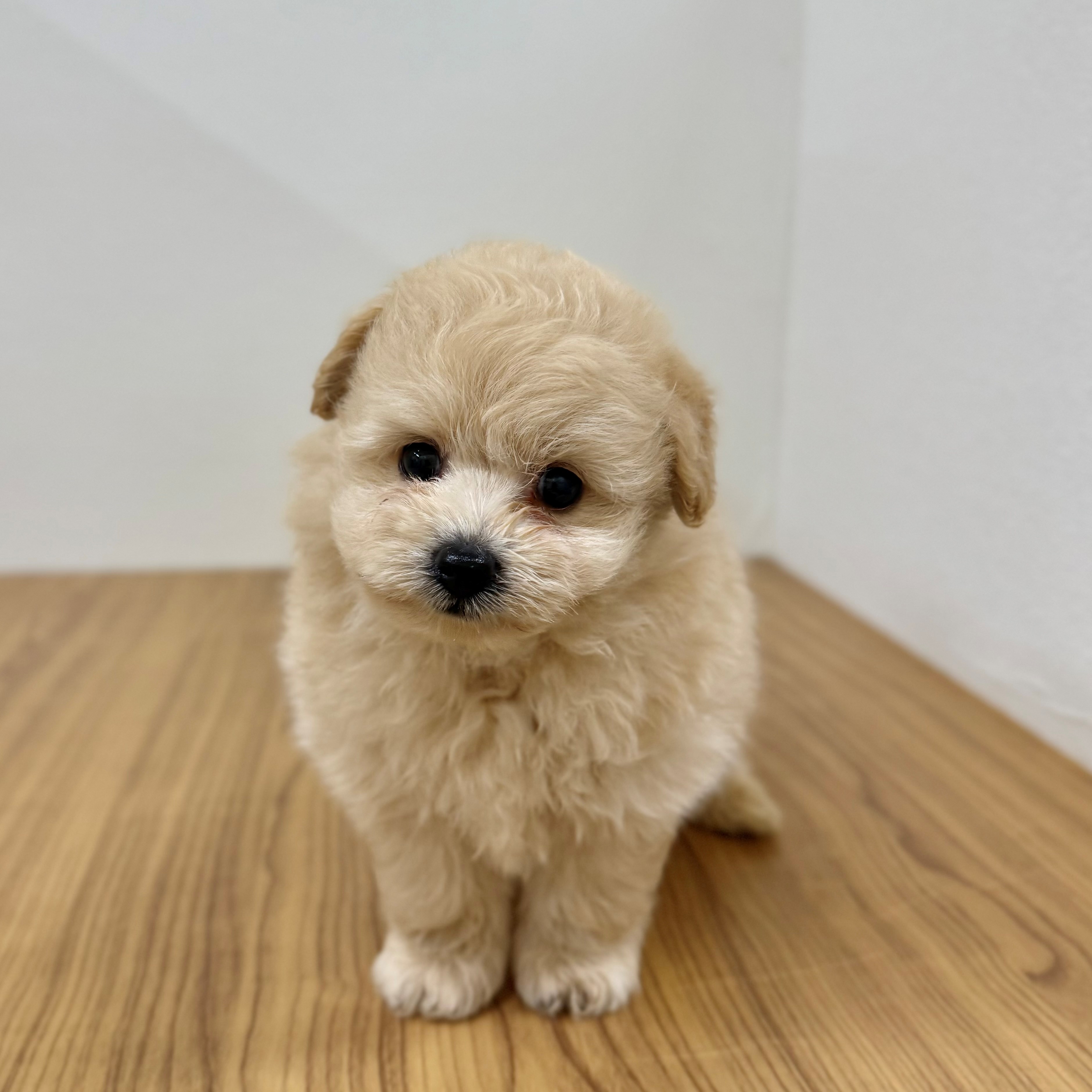 福岡県のポメプー(ポメラニアン×プードル) (犬の家＆猫の里トリアス久山店/2025年6月7日生まれ/男の子/クリーム)の子犬の1枚目の画像