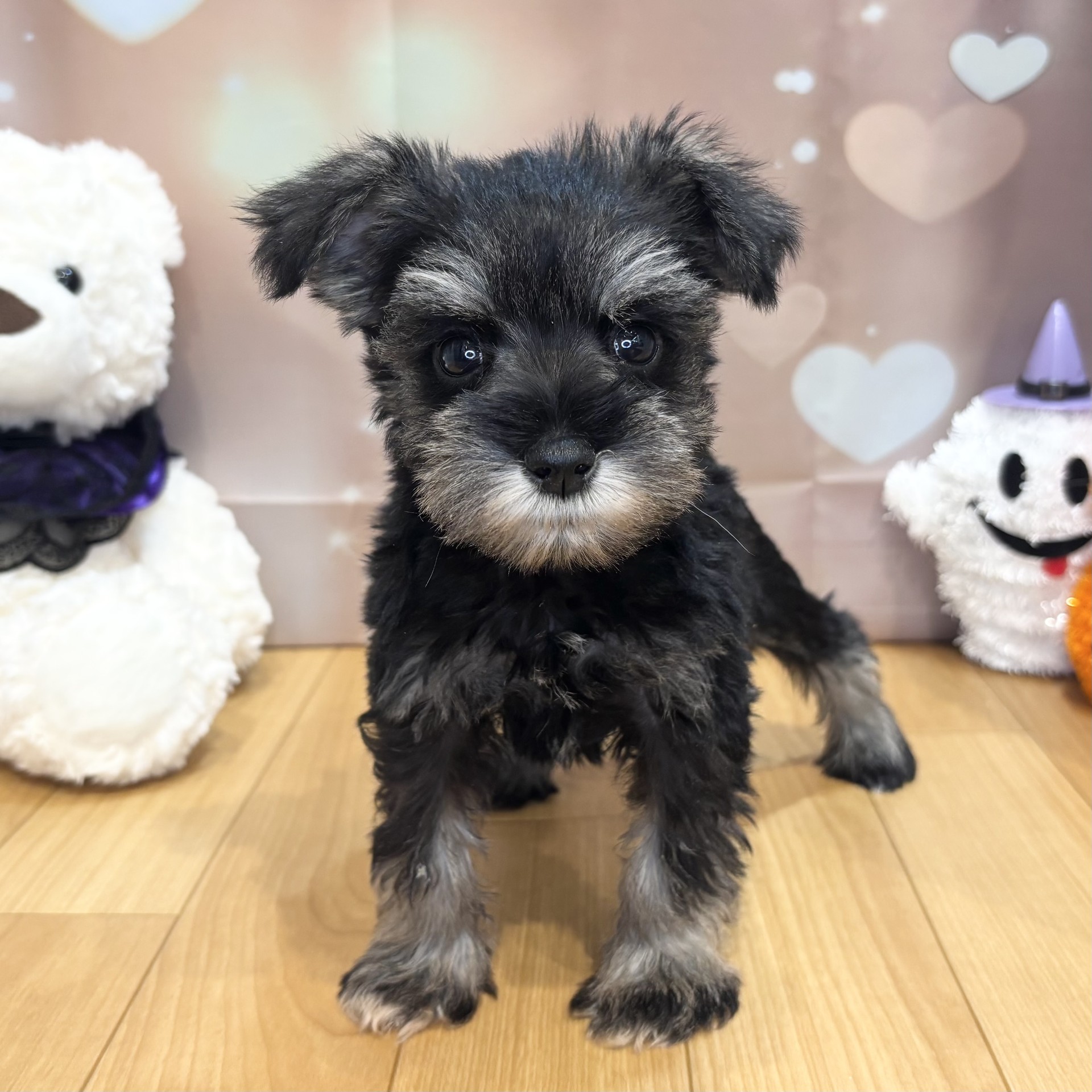 長野県のミニチュアシュナウザー (犬の家＆猫の里カインズ梓川店/2026年8月13日生まれ/女の子/ソルトペッパー)の子犬の4枚目の画像