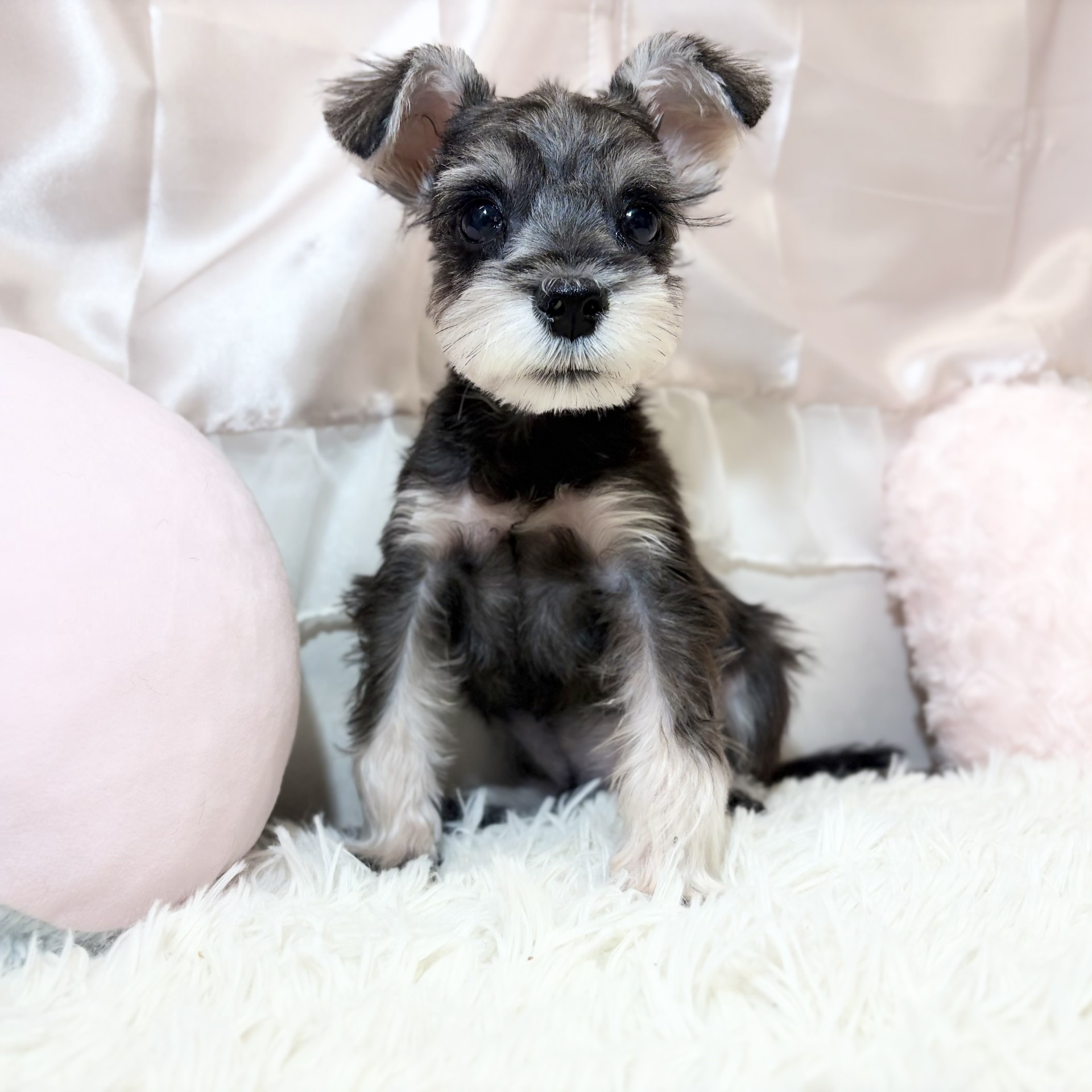 兵庫県のミニチュアシュナウザー (犬の家＆猫の里カナート西神戸店/2026年5月30日生まれ/男の子/ソルトペッパー)の子犬の4枚目の画像