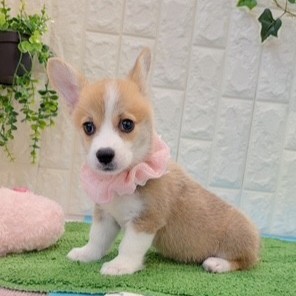 岡山県のウェルシュコーギーペンブローク (犬の家＆猫の里倉敷店/2026年5月26日生まれ/女の子/レッドホワイト)の子犬の4枚目の画像