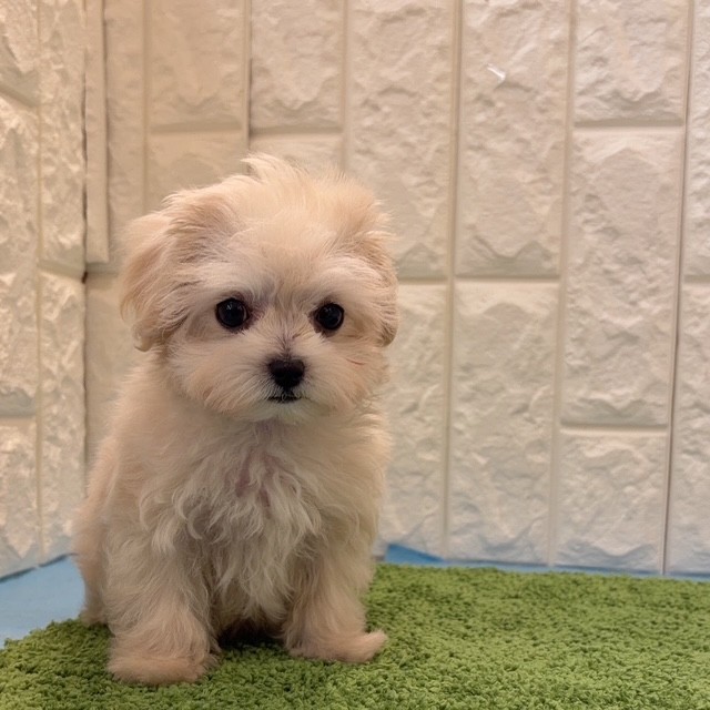 岡山県のマルプー(マルチーズ×プードル) (犬の家＆猫の里倉敷店/2026年3月22日生まれ/男の子/クリーム)の子犬の4枚目の画像