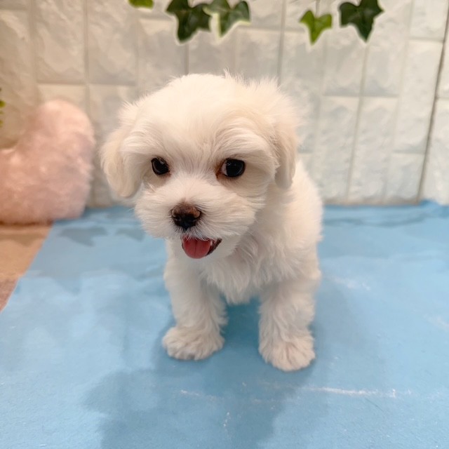 岡山県のマルチーズ (犬の家＆猫の里倉敷店/2026年5月9日生まれ/男の子/ホワイト)の子犬の4枚目の画像
