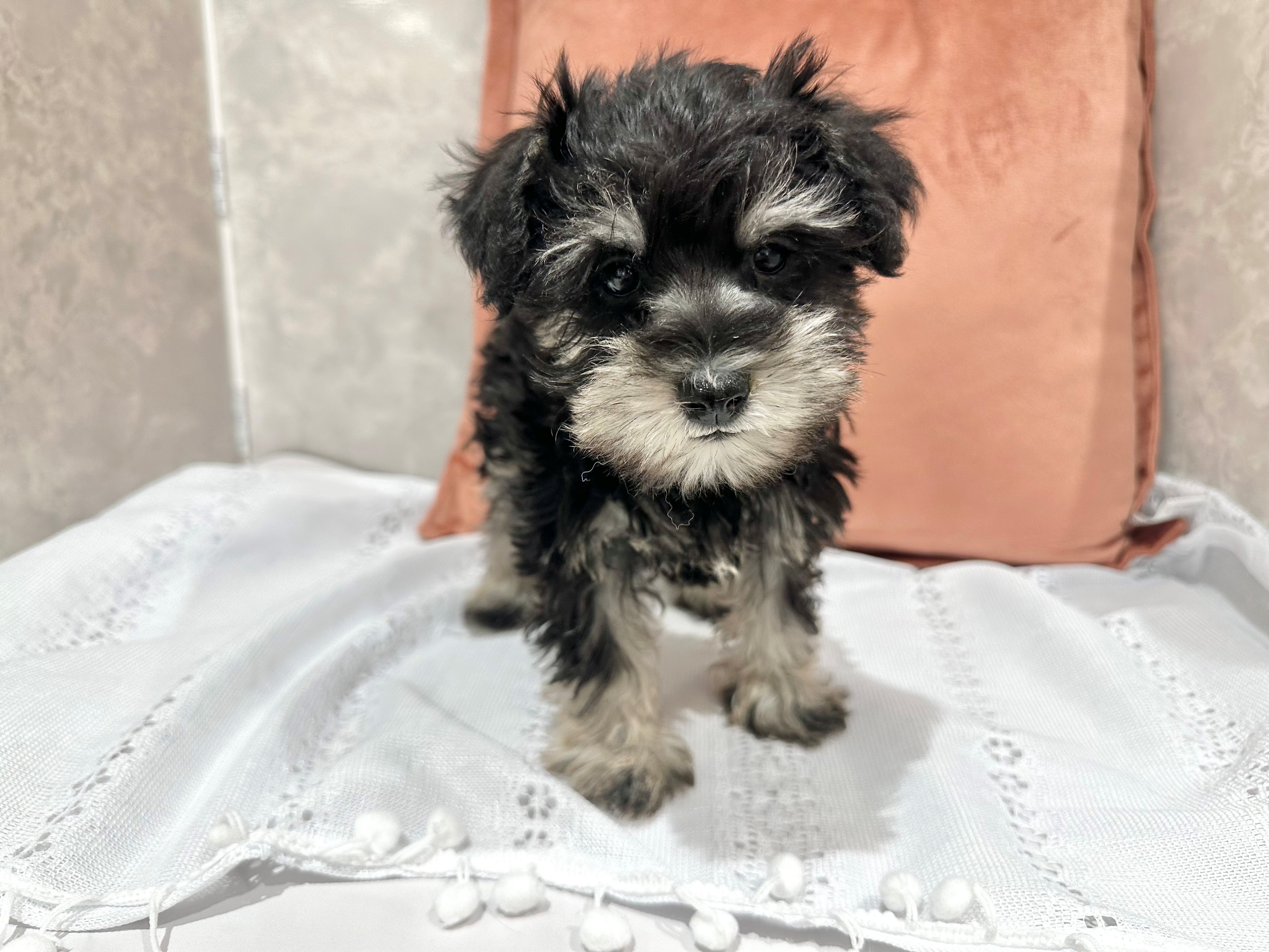 福岡県のミニチュアシュナウザー (犬の家＆猫の里くりえいと宗像店/2026年1月16日生まれ/女の子/ブラックシルバー)の子犬の4枚目の画像