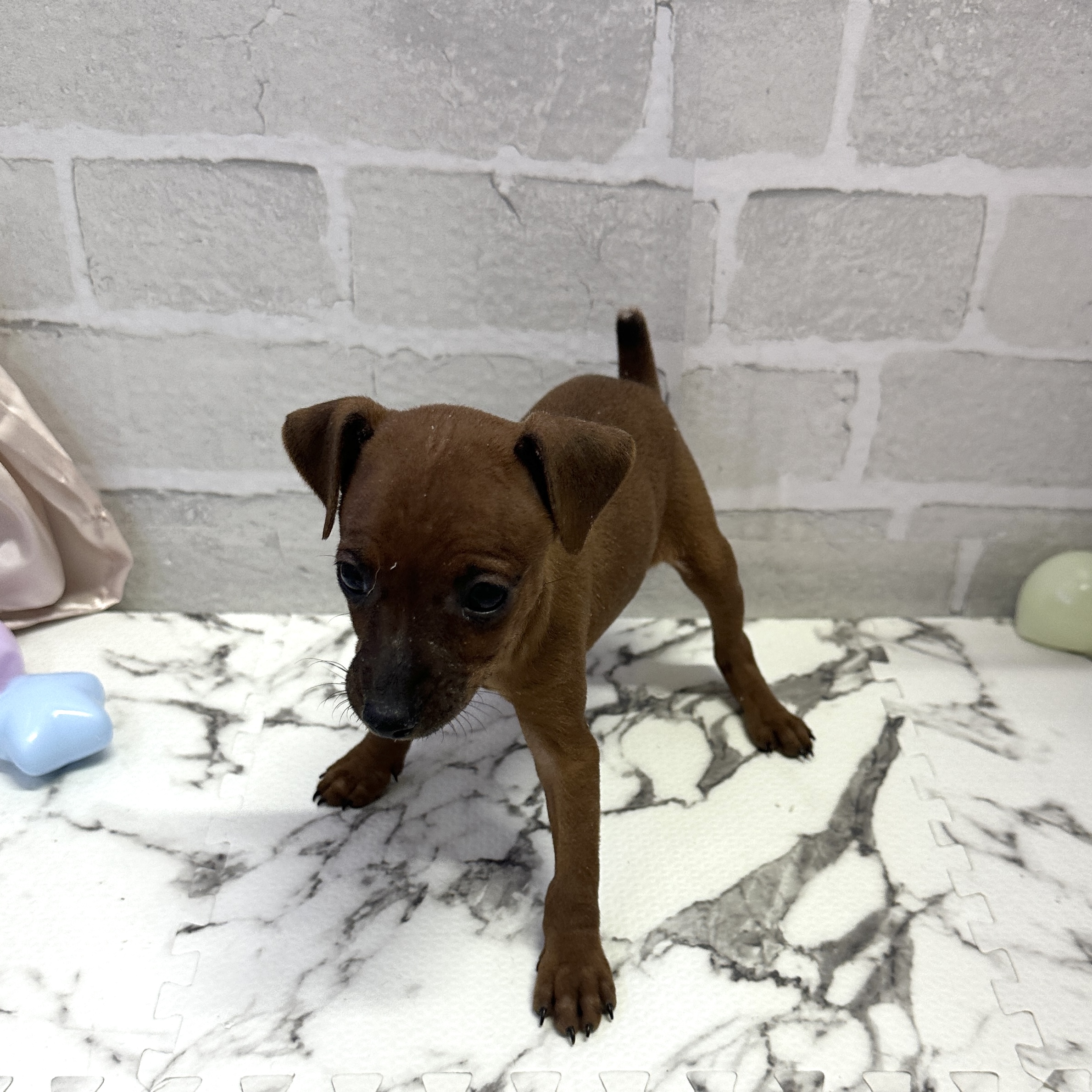 愛知県のミニチュアピンシャー (犬の家＆猫の里岡崎店/2025年9月8日生まれ/女の子/レッド)の子犬の4枚目の画像