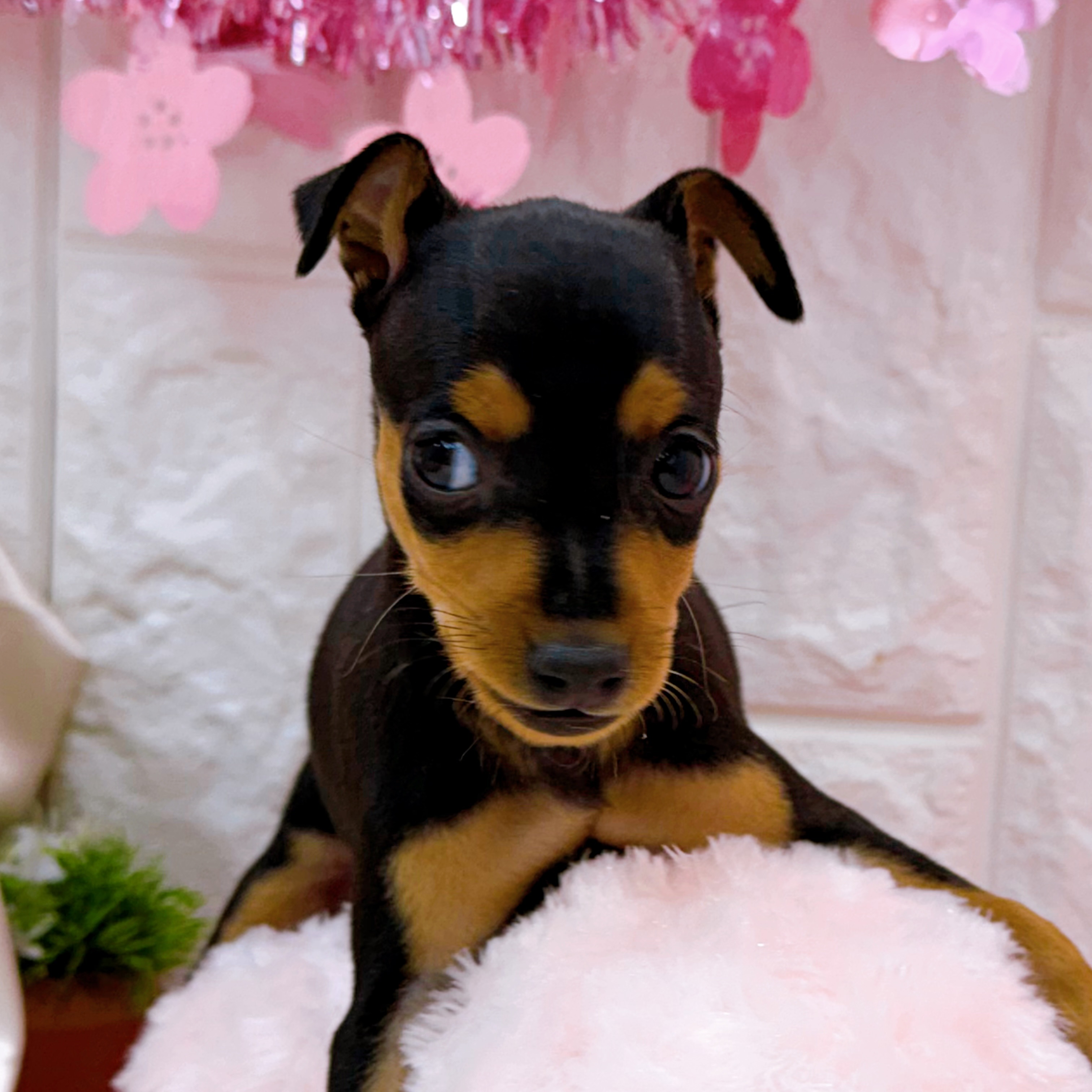 岡山県のミニチュアピンシャー (犬の家＆猫の里倉敷店/2026年2月7日生まれ/男の子/ブラックタン)の子犬の4枚目の画像