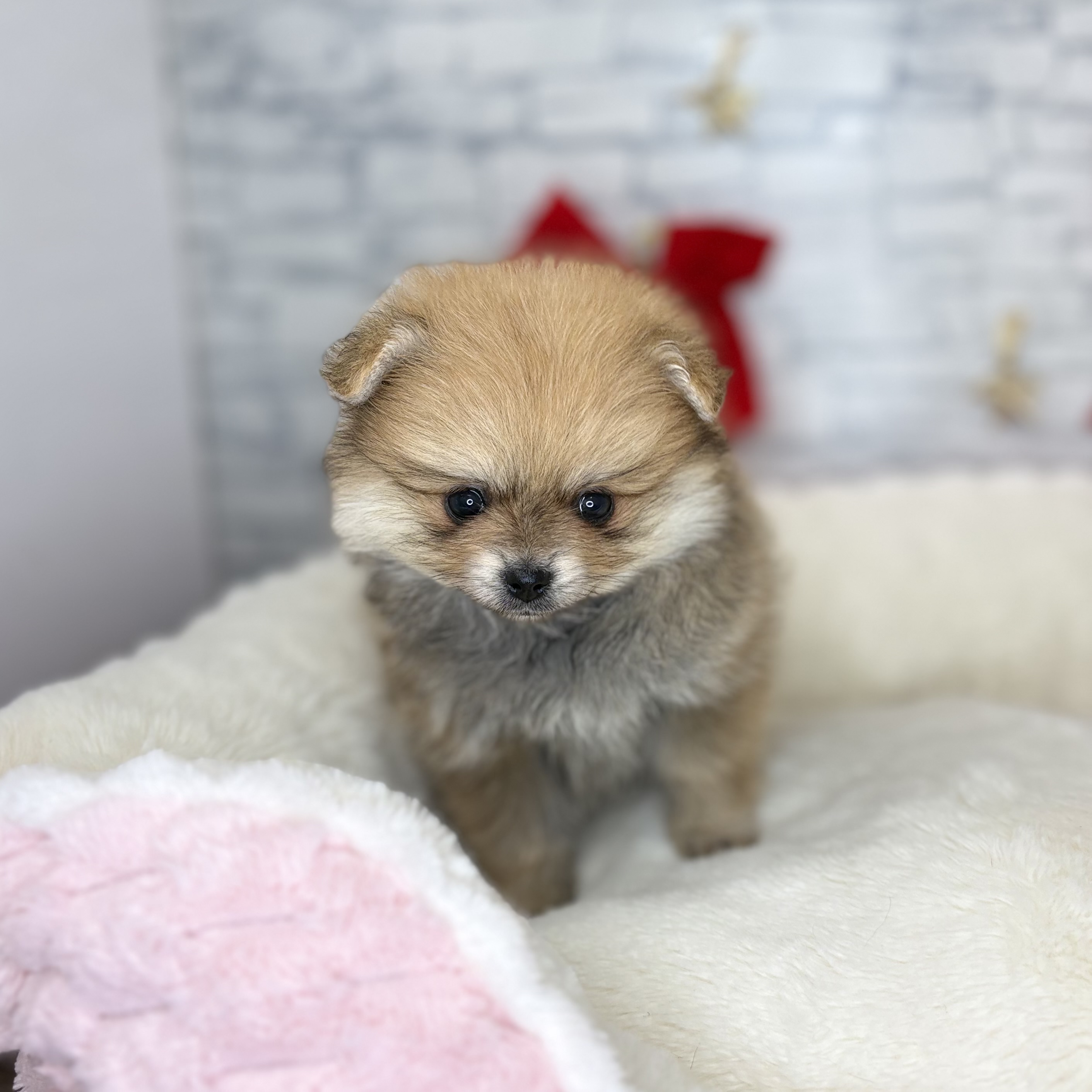 長野県のポメラニアン (犬の家＆猫の里長野店/2025年10月28日生まれ/女の子/オレンジホワイト)の子犬の4枚目の画像