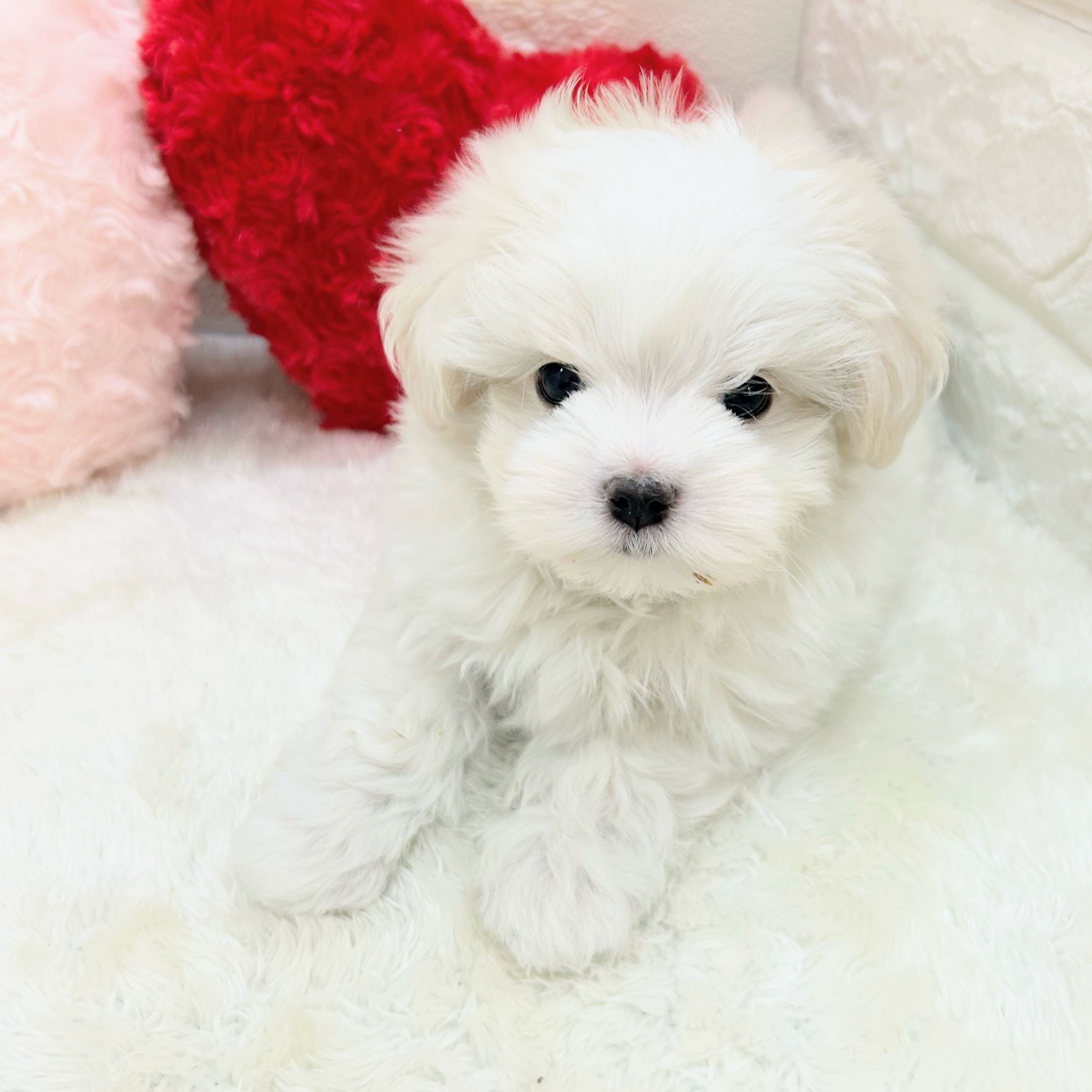 愛知県のマルチーズ (犬の家＆猫の里アミーゴ神の倉店/2026年3月10日生まれ/男の子/ホワイト)の子犬の4枚目の画像