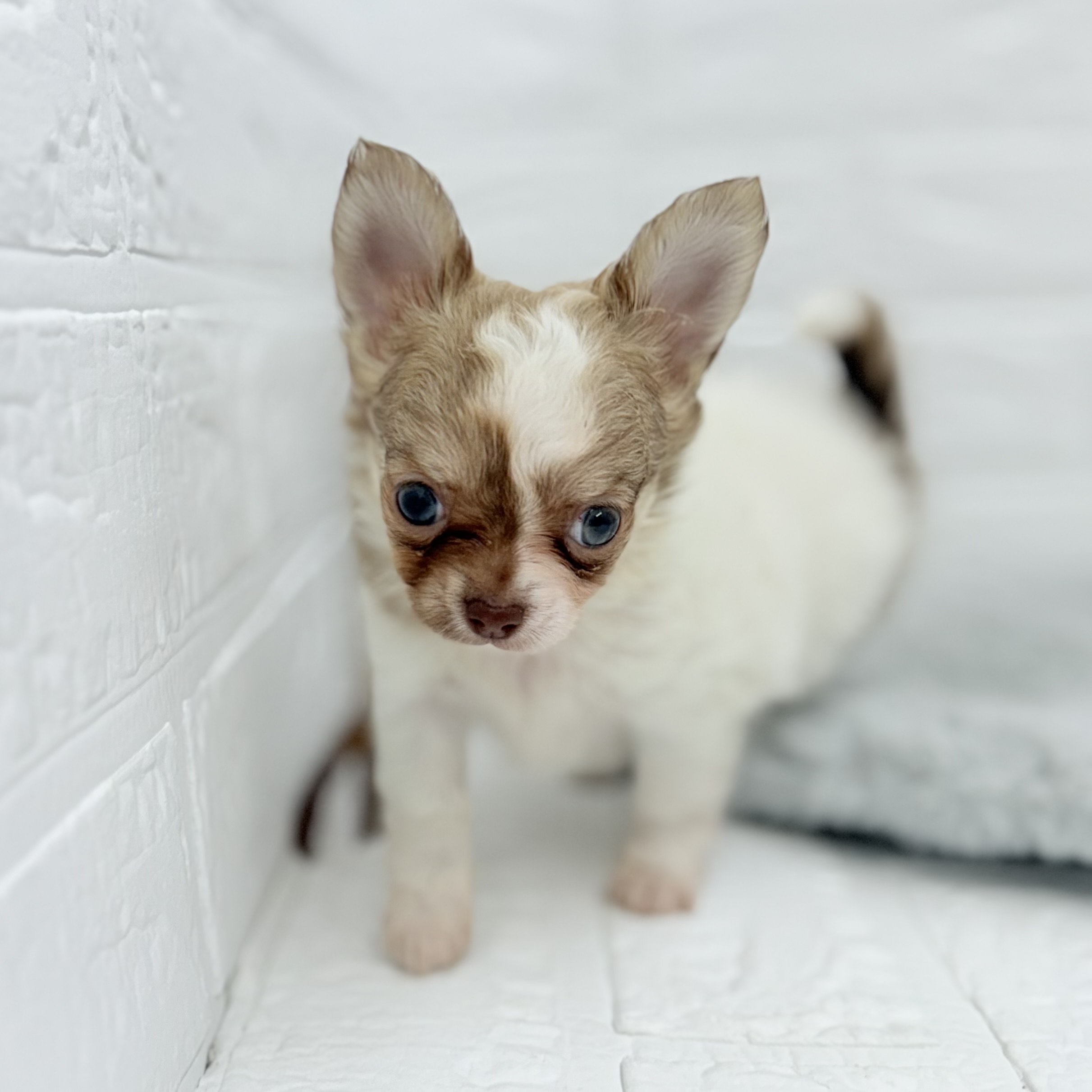 愛知県のチワワ(ロング) (犬の家＆猫の里豊川インター店/2025年6月24日生まれ/男の子/フォーンホワイト)の子犬の4枚目の画像