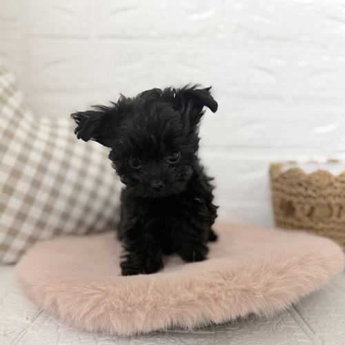 愛知県のチワプー/プーチー(チワワ×プードル) (犬の家＆猫の里豊川インター店/2025年10月11日生まれ/女の子/ブラック)の子犬の4枚目の画像