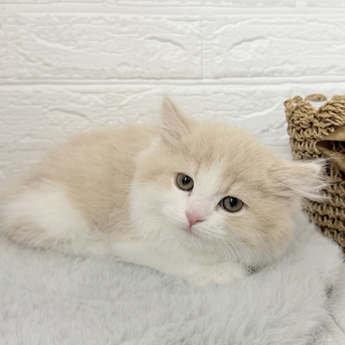 愛知県のミヌエット (犬の家＆猫の里豊川インター店/2025年10月10日生まれ/男の子/クリームタビーホワイト)の子猫の4枚目の画像