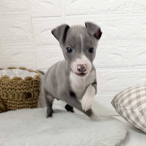 愛知県のイタリアングレーハウンド (犬の家＆猫の里豊川インター店/2025年11月29日生まれ/男の子/ブルーホワイト)の子犬の4枚目の画像
