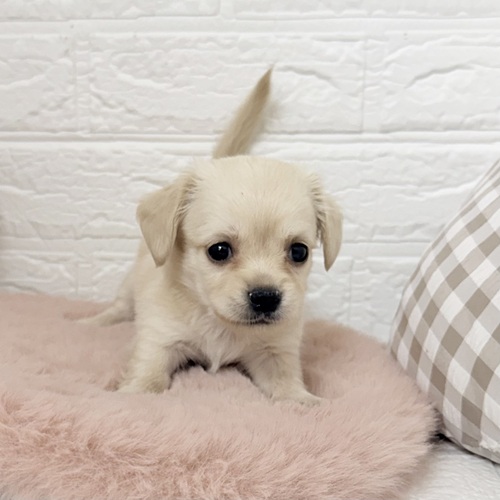 愛知県のチワックス(チワワ×ダックス) (犬の家＆猫の里豊川インター店/2025年12月1日生まれ/女の子/イエロー)の子犬の4枚目の画像