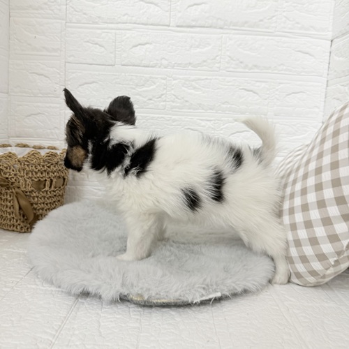 愛知県のパピヨン (犬の家＆猫の里豊川インター店/2025年12月2日生まれ/男の子/ホワイトブラウン)の子犬の4枚目の画像