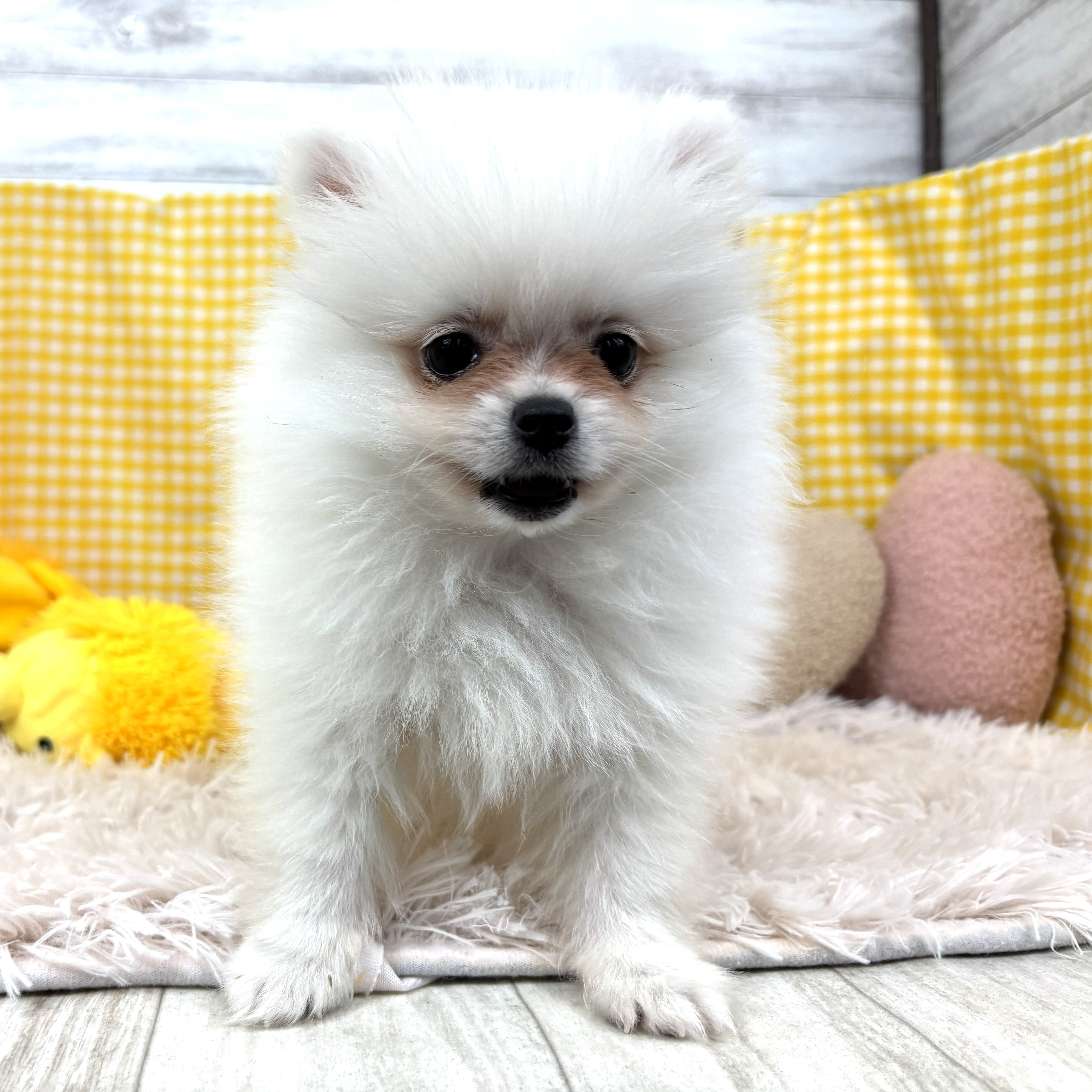 兵庫県のポメラニアン (犬の家＆猫の里川西店/2025年11月4日生まれ/男の子/クリーム)の子犬の4枚目の画像