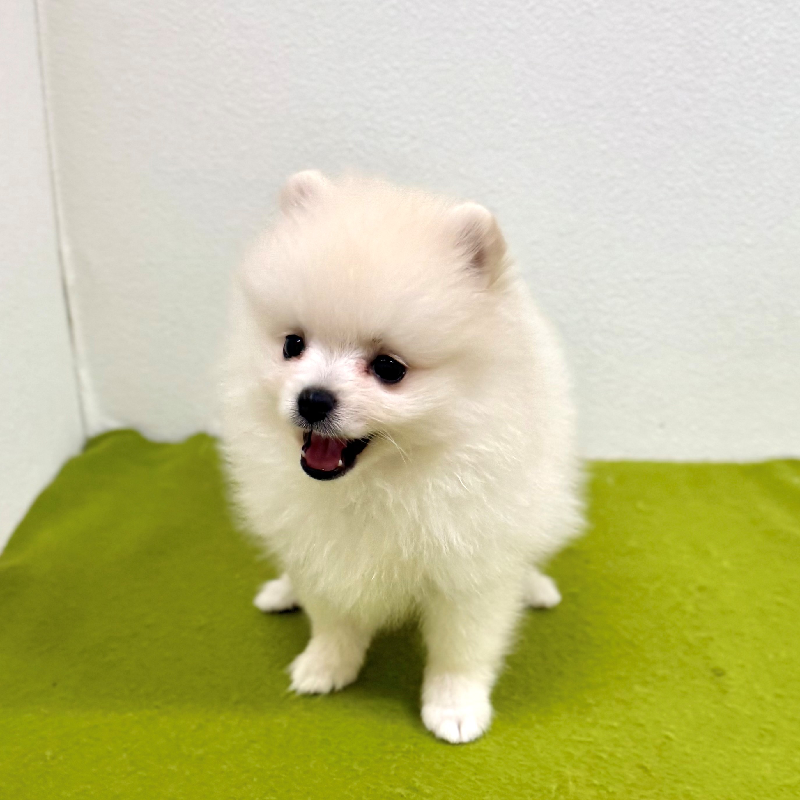 福岡県のポメラニアン (犬の家＆猫の里トリアス久山店/2025年7月14日生まれ/男の子/ホワイト)の子犬の4枚目の画像