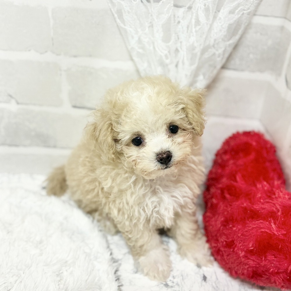 京都府のマルプー(マルチーズ×プードル) (犬の家＆猫の里京都精華店/2026年5月3日生まれ/男の子/クリームホワイト)の子犬の4枚目の画像