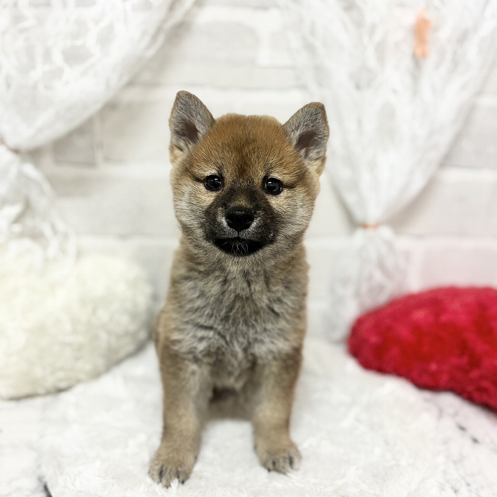 京都府の柴犬(標準サイズ) (犬の家＆猫の里京都精華店/2026年5月3日生まれ/女の子/赤)の子犬の1枚目の画像