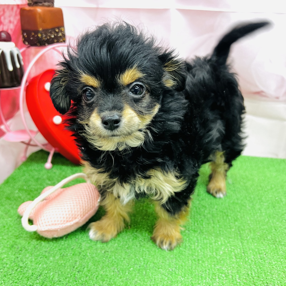 愛知県のチワプー/プーチー(チワワ×プードル) (犬の家＆猫の里名古屋天白店/2025年12月3日生まれ/女の子/ブラックタン)の子犬の4枚目の画像