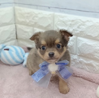 チワワ(グレー(灰)系)の子犬を価格や特徴で探す|ペットショップ探す