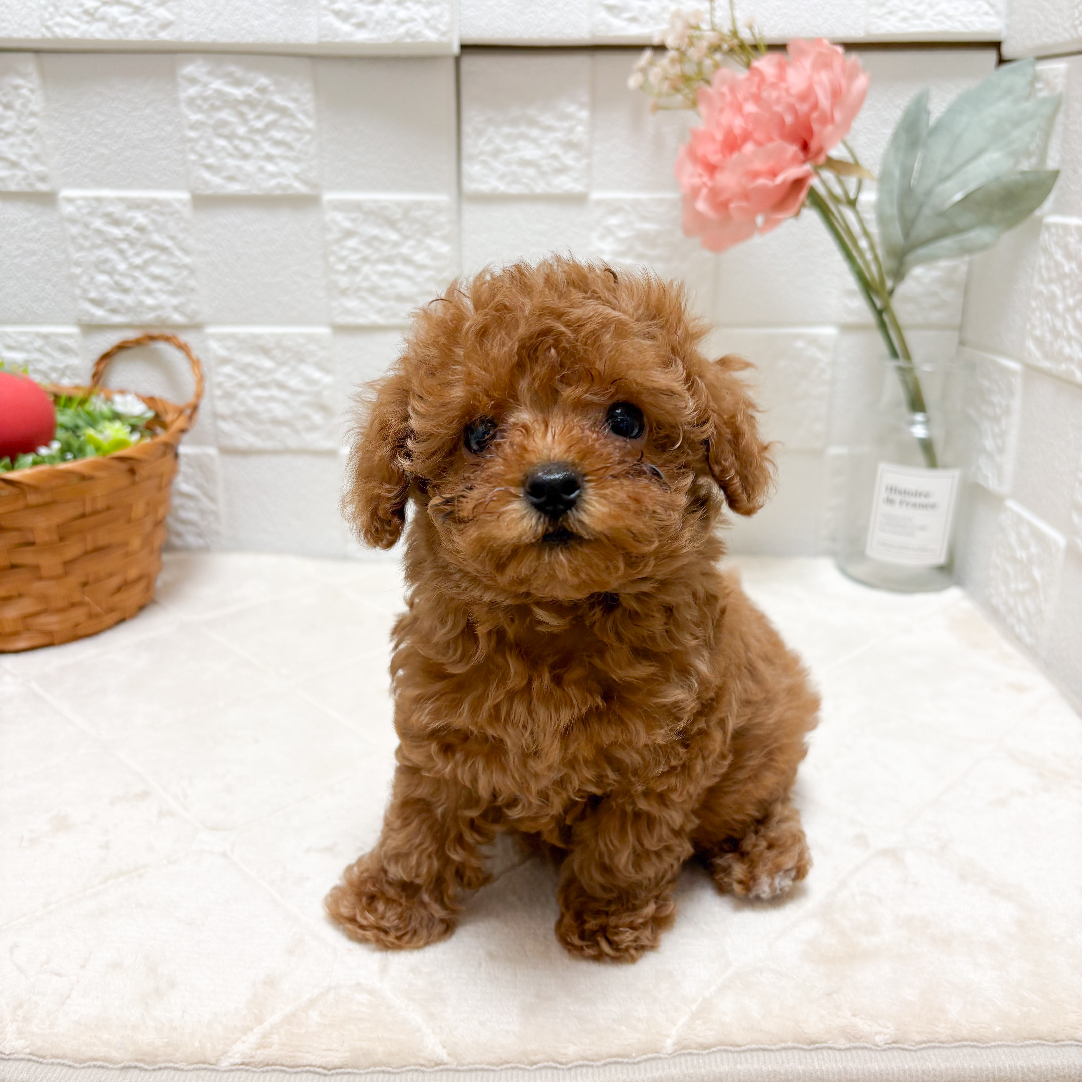 ティーカッププードルの子犬一覧 | ペットショップ 犬の家&猫の里