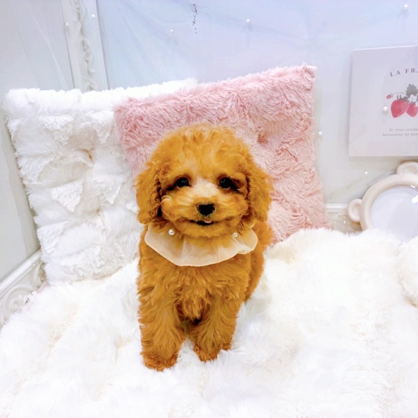 【ぷりんページ】 なかよしトイプーさん なかよし🐻🐻‍❄️
