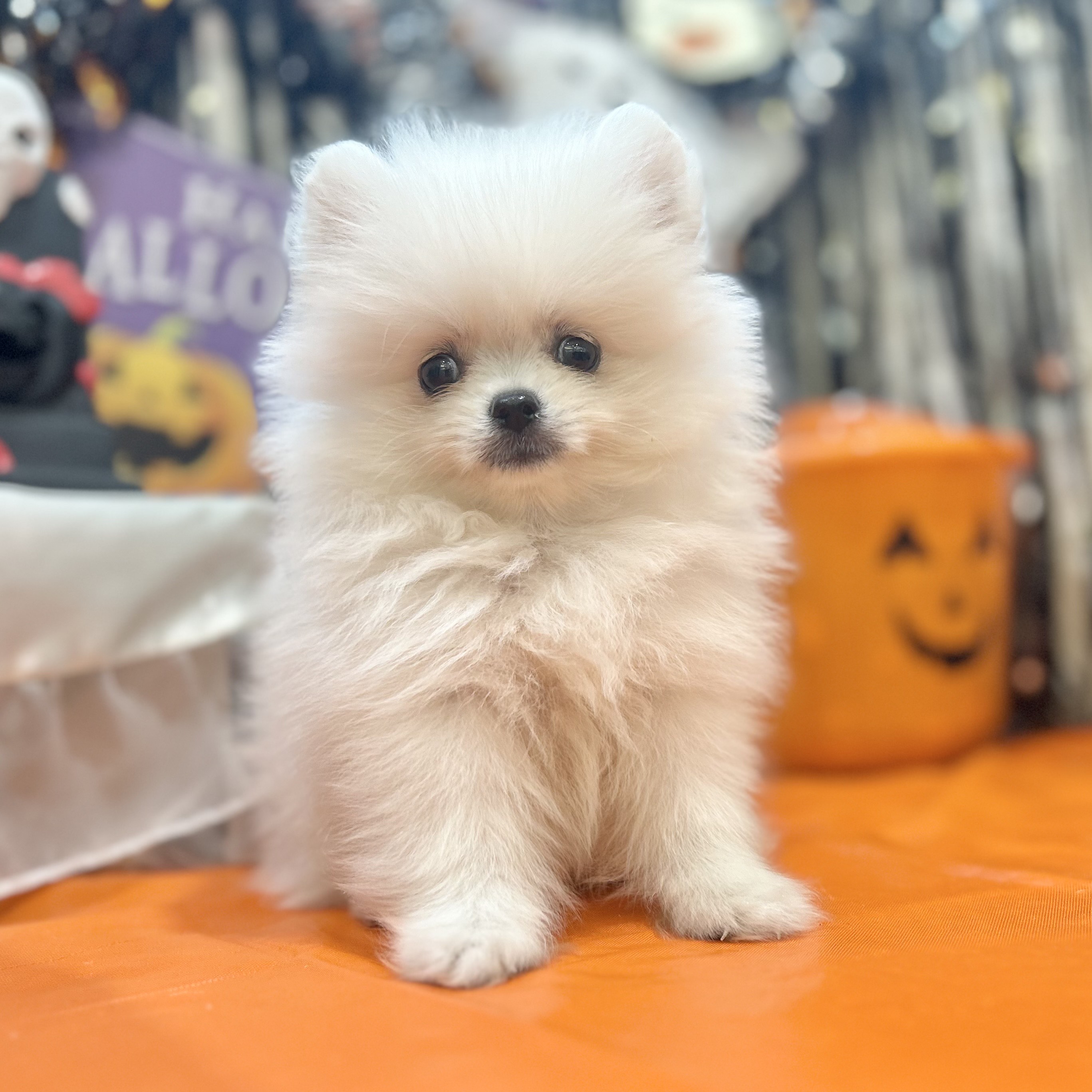 倉敷市(岡山県)のポメラニアンの子犬を価格や特徴で探す|ペット