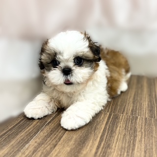 兵庫県のシーズー (犬の家＆猫の里カナート西神戸店/2025年6月19日生まれ/女の子/ホワイトゴールド)の子犬の1枚目の画像