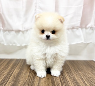 兵庫県のポメラニアン (犬の家＆猫の里カナート西神戸店/2025年6月18日生まれ/女の子/クリーム)の子犬の1枚目の画像