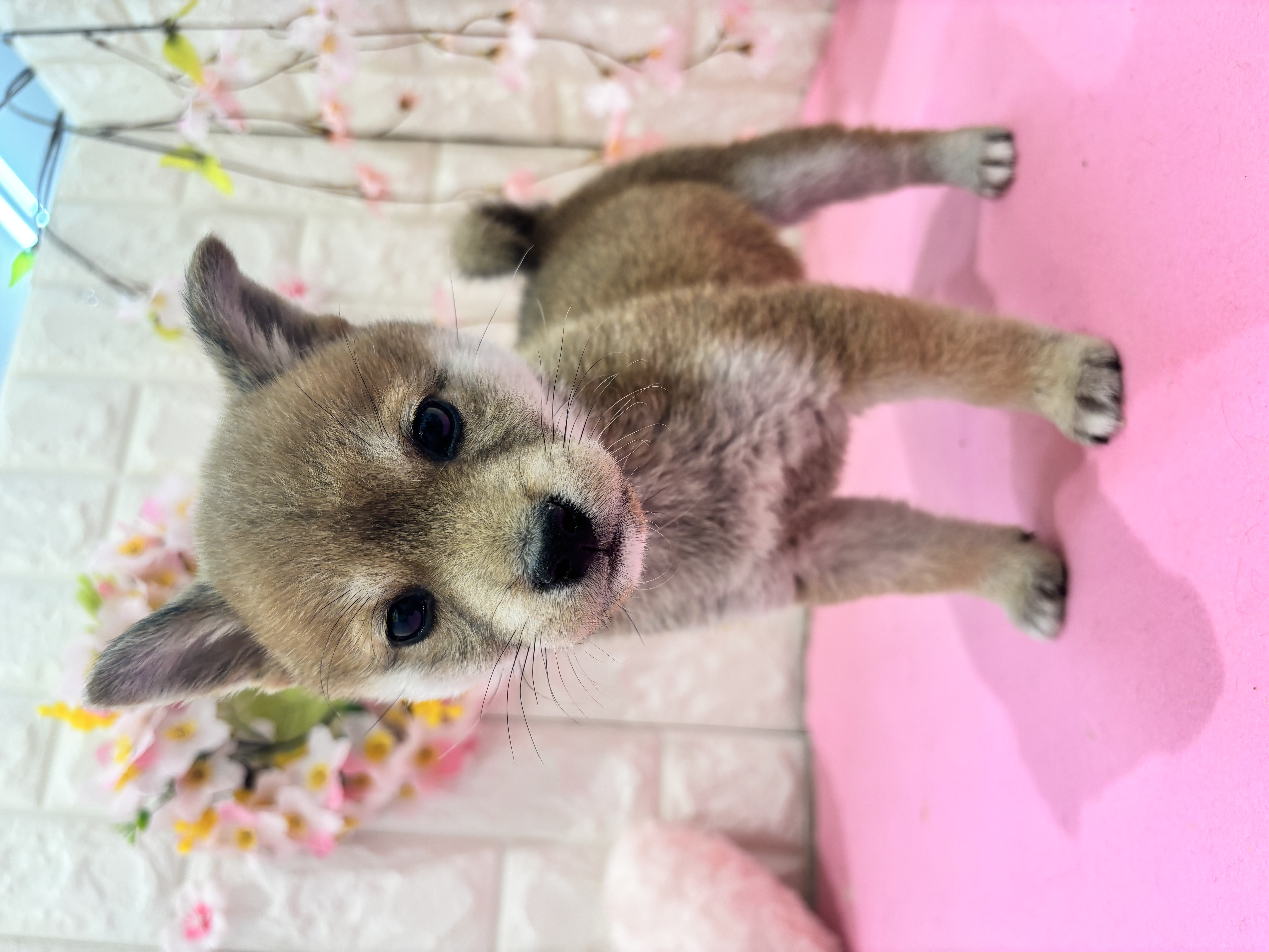 岡山県の豆柴 (犬の家＆猫の里倉敷店/2025年12月7日生まれ/女の子/赤)の子犬の1枚目の画像