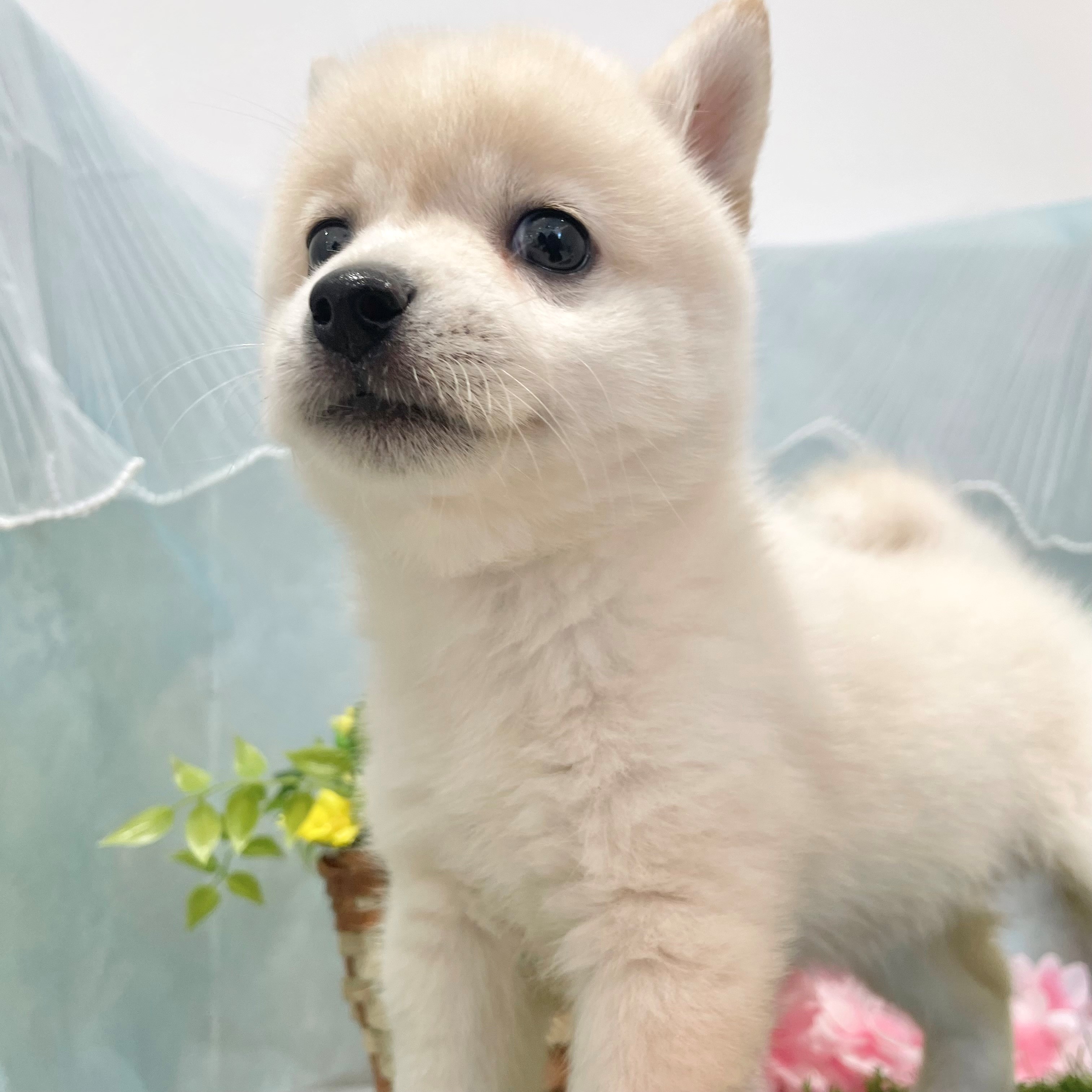生体画像5