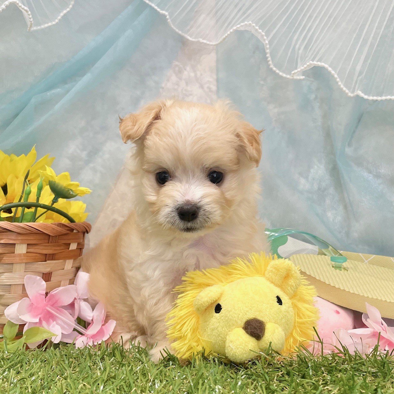 福岡県のマルプー(マルチーズ×プードル) (犬の家＆猫の里くりえいと宗像店/2026年5月18日生まれ/男の子/アプリコット)の子犬の1枚目の画像