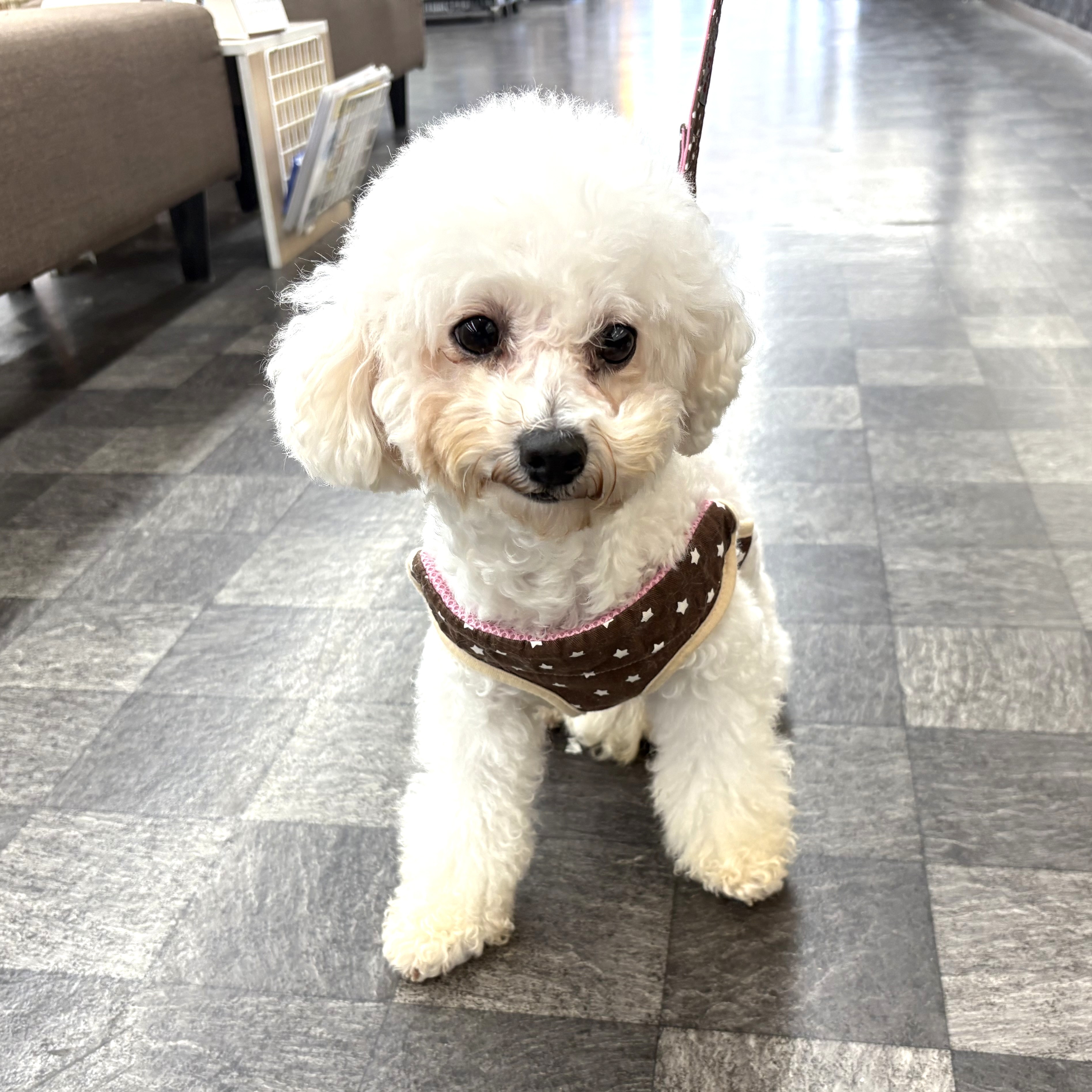 ビションフリーゼ女の子の写真