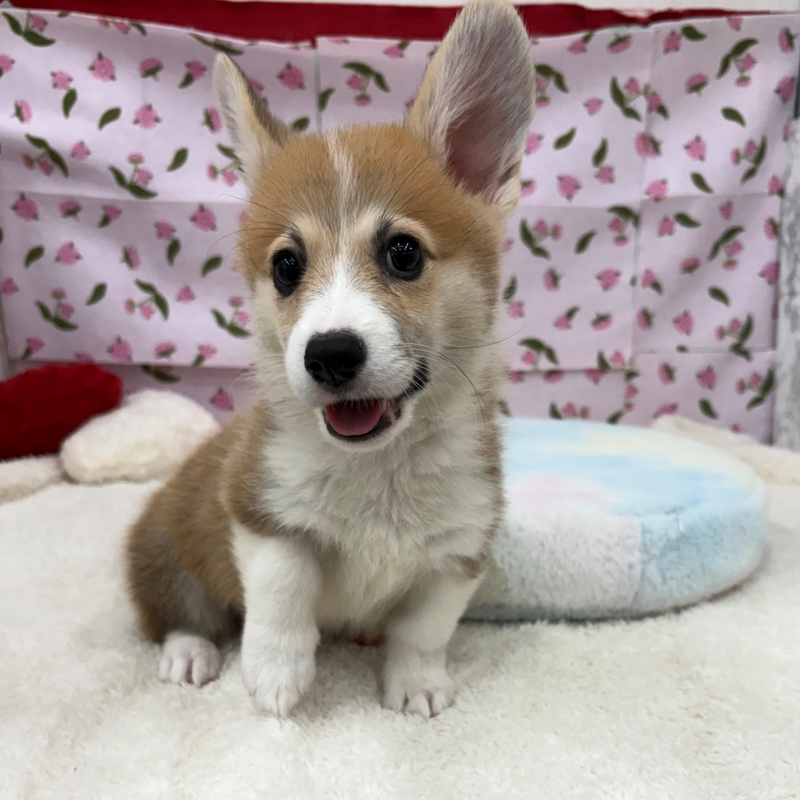 愛知県のウェルシュコーギーペンブローク (犬の家＆猫の里エアポートウォーク店/2026年4月6日生まれ/男の子/レッドホワイト)の子犬の1枚目の画像