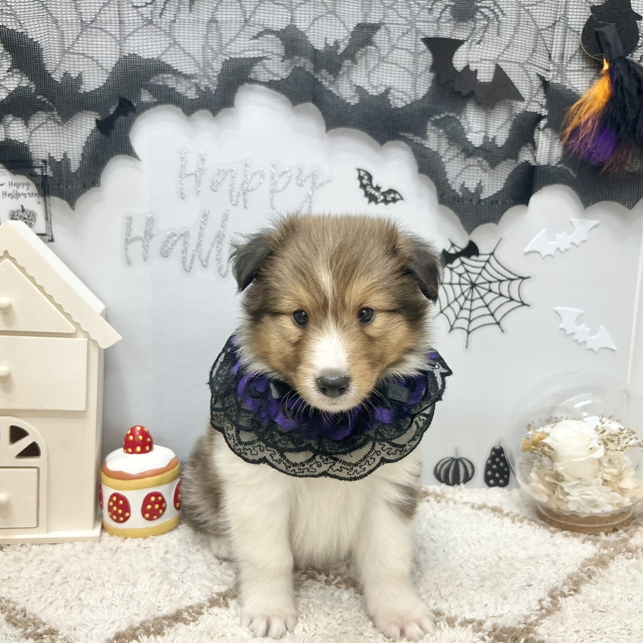 静岡県のシェットランドシープドッグ (犬の家＆猫の里プレ葉ウォーク浜北店/2026年8月4日生まれ/女の子/セーブルホワイト)の子犬の1枚目の画像