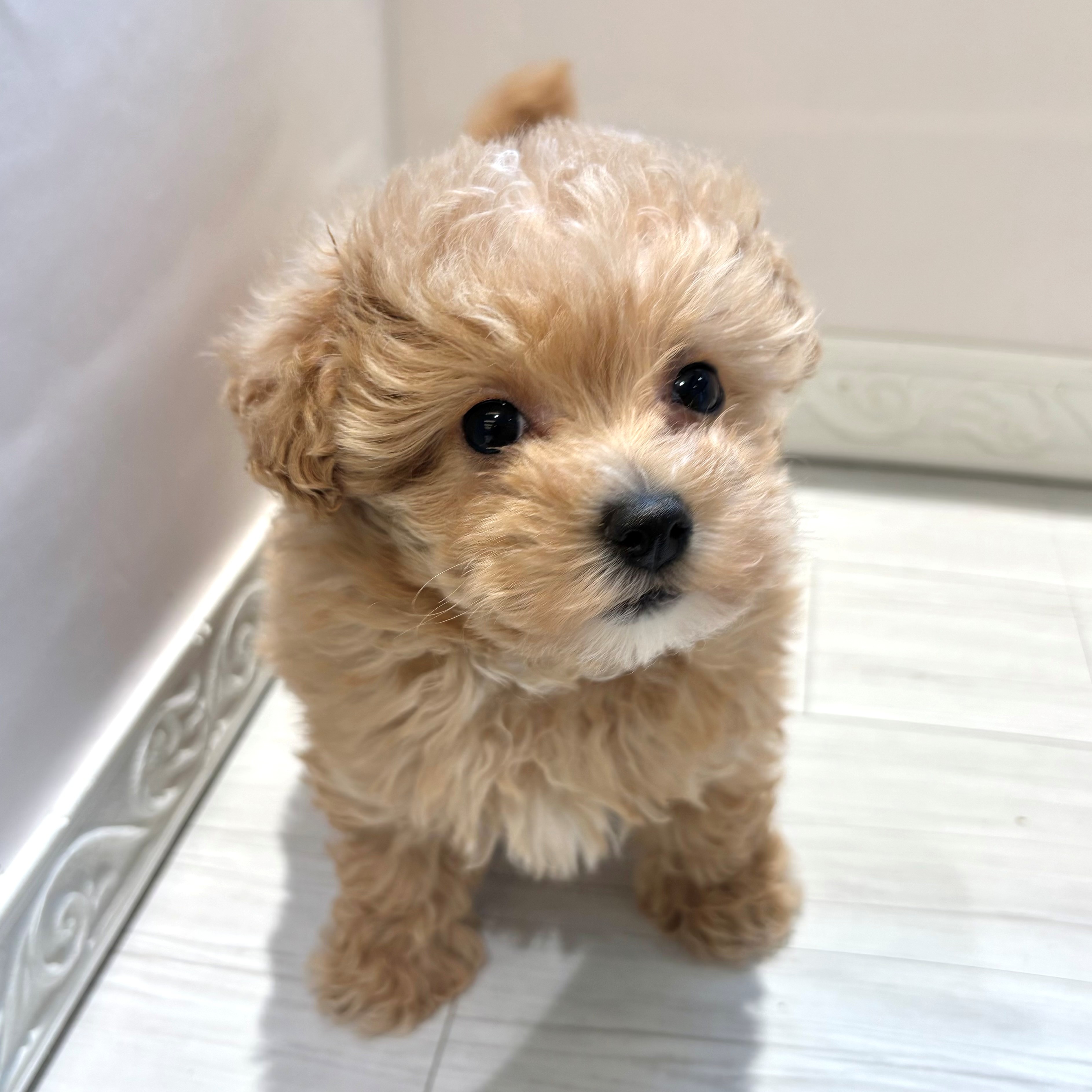 ハーフ犬女の子の写真