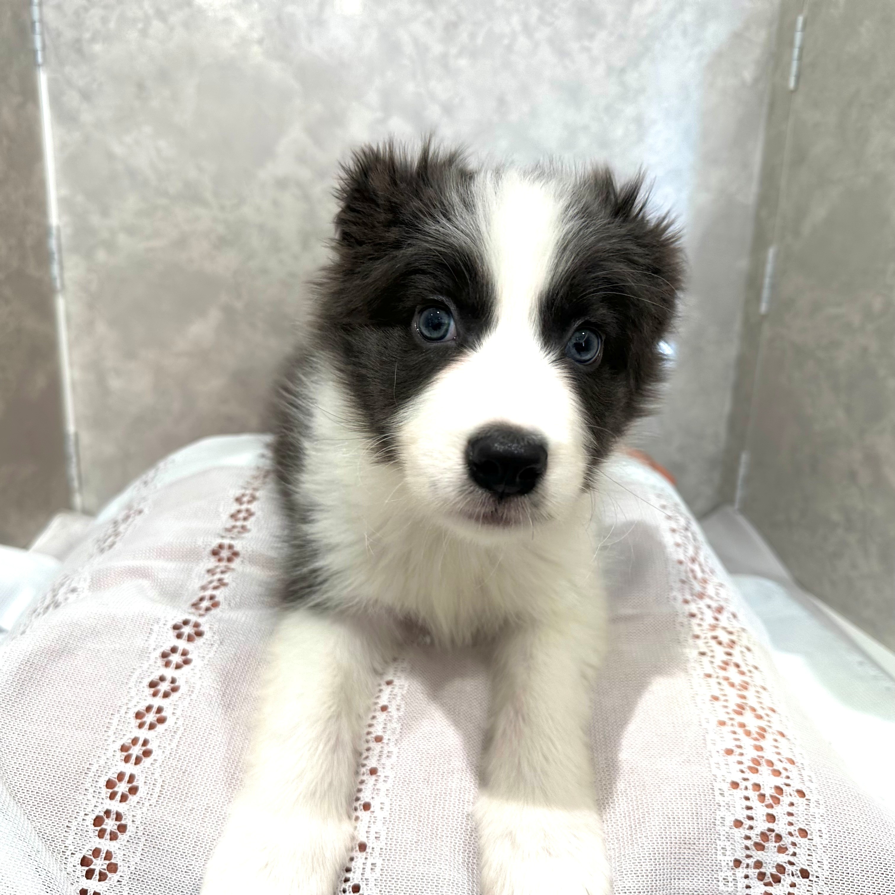 福岡県のボーダーコリー (犬の家＆猫の里くりえいと宗像店/2025年12月2日生まれ/男の子/ブルーホワイト)の子犬の1枚目の画像