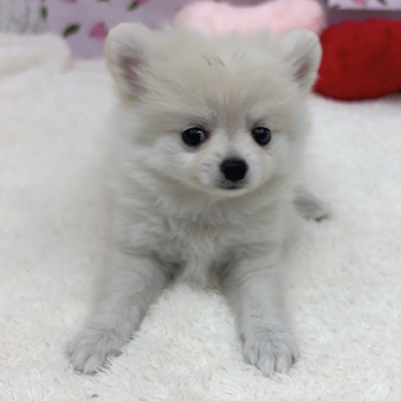 愛知県のポメチワ/チワポメ/ポメチー(ポメラニアン×チワワ) (犬の家＆猫の里エアポートウォーク店/2026年5月8日生まれ/女の子/クリーム)の子犬の1枚目の画像