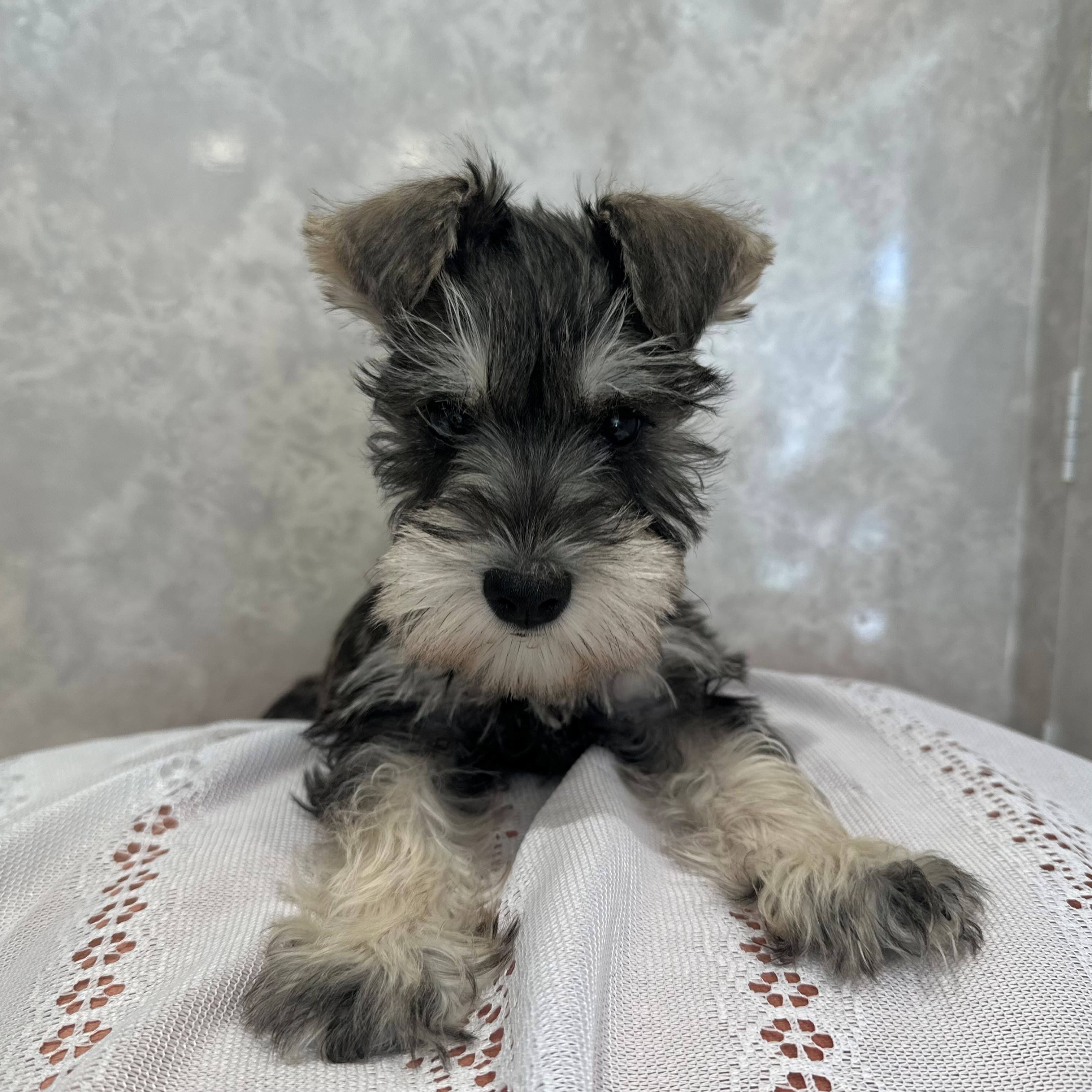福岡県のミニチュアシュナウザー (犬の家＆猫の里くりえいと宗像店/2025年11月29日生まれ/女の子/ソルトペッパー)の子犬の1枚目の画像