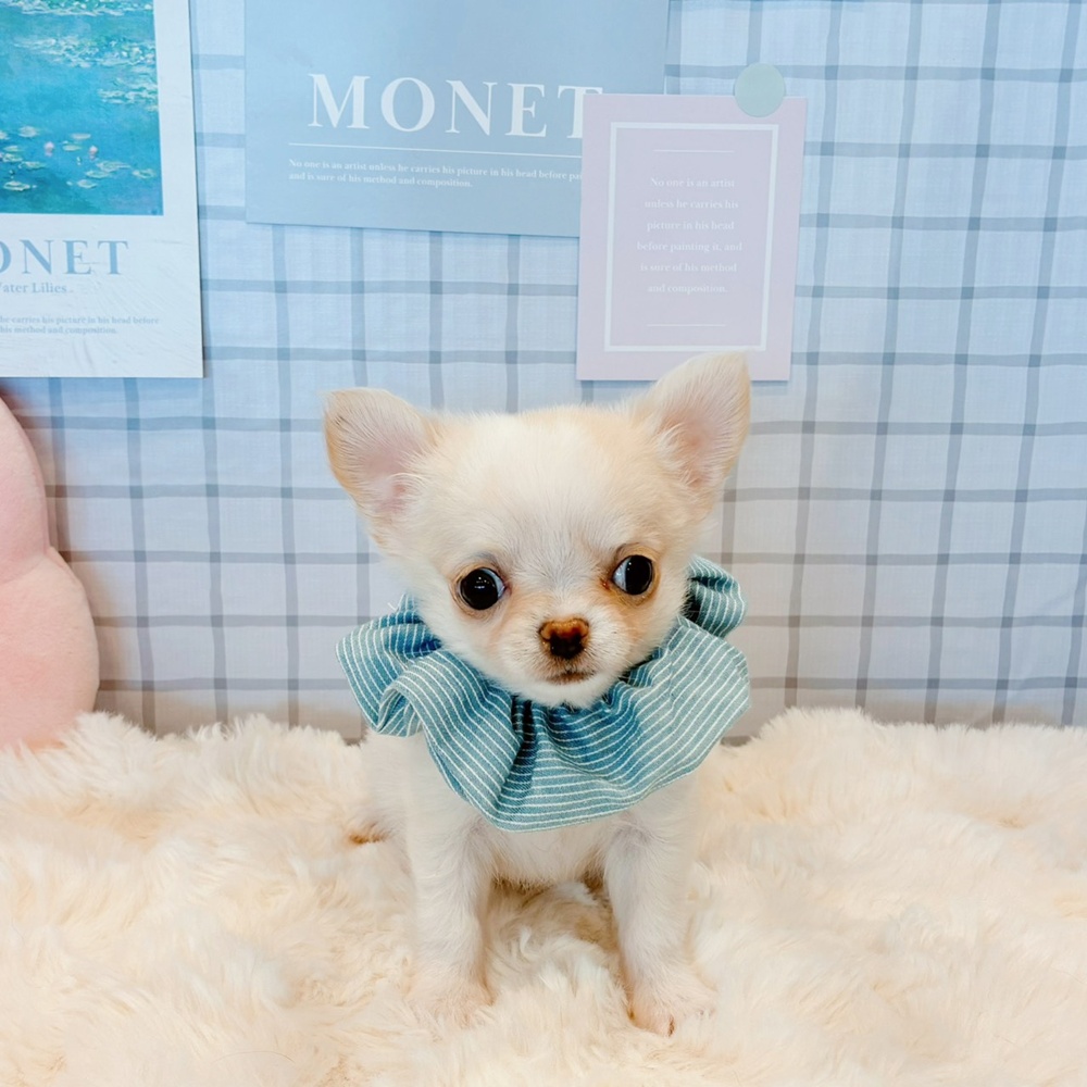 福井県のチワワ(ロング) (犬の家＆猫の里福井店/2026年3月16日生まれ/男の子/クリームホワイト)の子犬の1枚目の画像