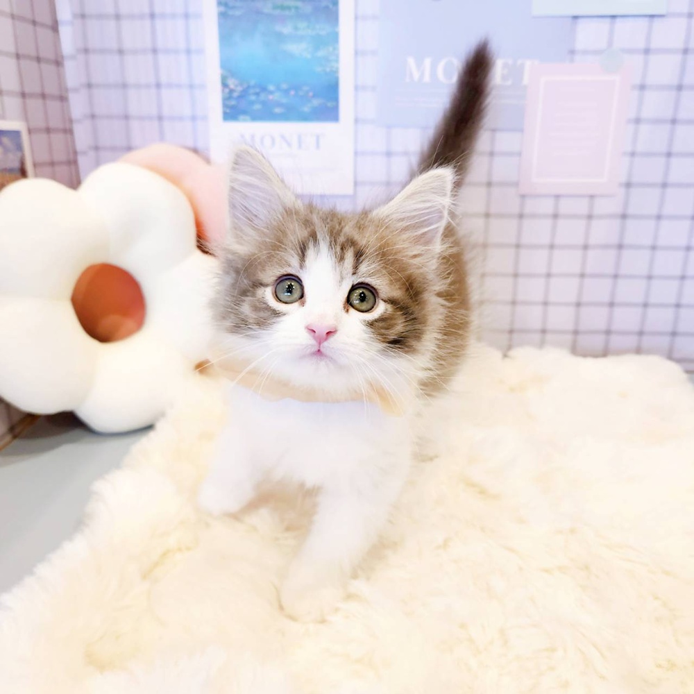 生体画像５