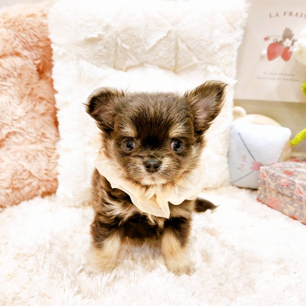 福井県のチワワ(ロング) (犬の家＆猫の里福井店/2025年6月10日生まれ/女の子/ブルータン)の子犬の1枚目の画像