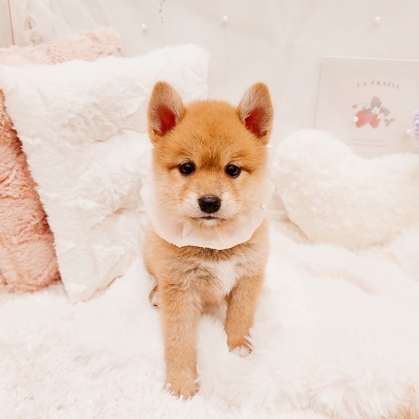 福井県のポメ柴/豆ポメ/ポメ豆柴(ポメラニアン×柴犬) (犬の家＆猫の里福井店/2025年7月28日生まれ/女の子/赤)の子犬の1枚目の画像