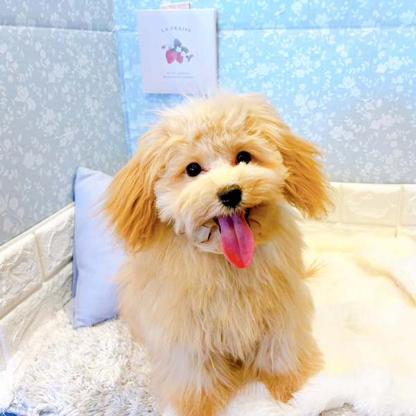 福井県のマルプー(マルチーズ×プードル) (犬の家＆猫の里福井店/2025年8月18日生まれ/女の子/アプリコット)の子犬の1枚目の画像