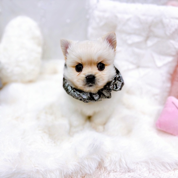 福井県のペキポメ/ポメペキ(ペキニーズ×ポメラニアン) (犬の家＆猫の里福井店/2025年10月21日生まれ/男の子/クリーム)の子犬の1枚目の画像