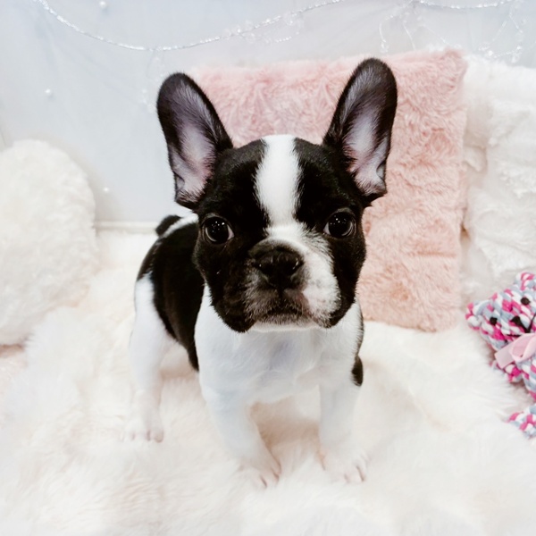福井県のフレンチブルドッグ (犬の家＆猫の里福井店/2025年10月25日生まれ/女の子/パイド)の子犬の1枚目の画像